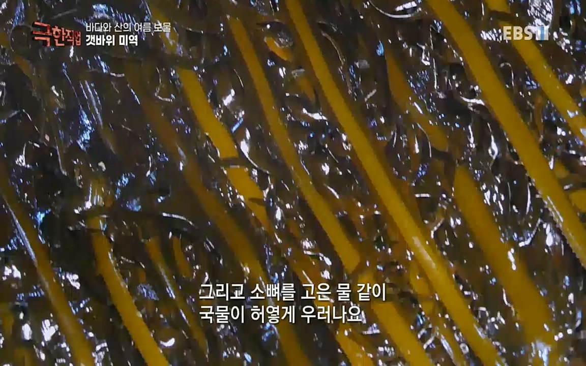 TV - 교육의 중심 EBS바다와 산의 여름 보물, 갯바위 미역 & 꽃송이버섯.mp4_20220828_145318.119.jpg
