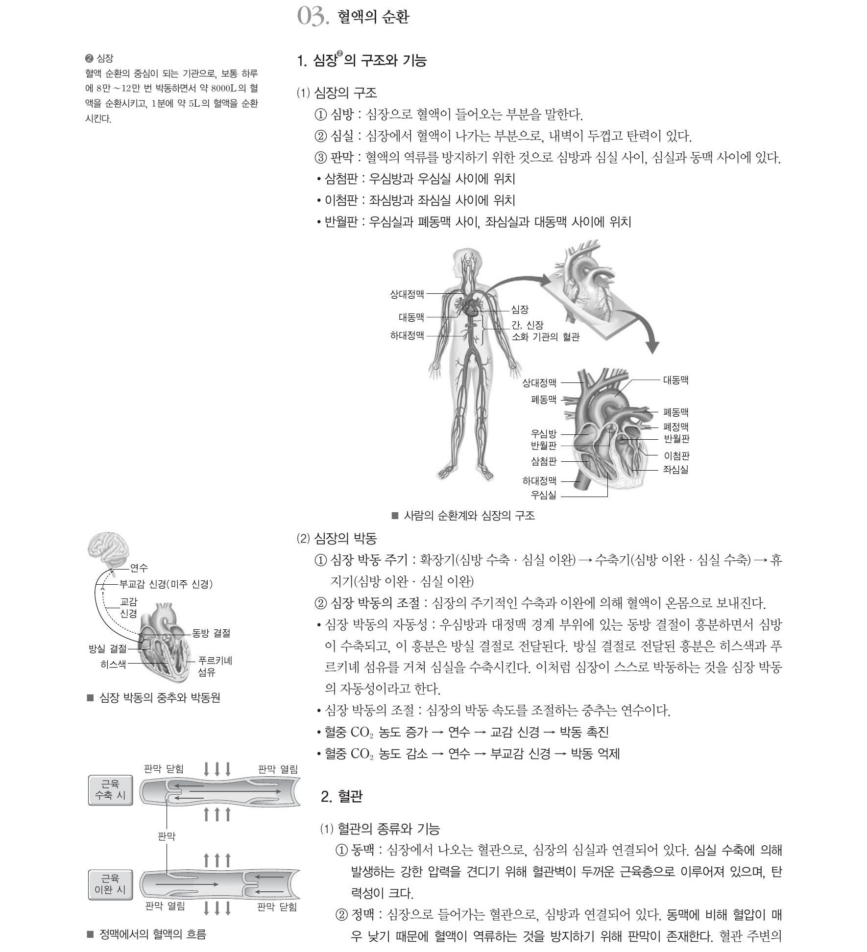  생명과학1 -심장의구조(심방,심실,판막),심장박동주기,혈관의종류와기능(동맥,정맥),혈액의순환(체순환,폐순환,림프의순환),순환계질병(심장판막)
