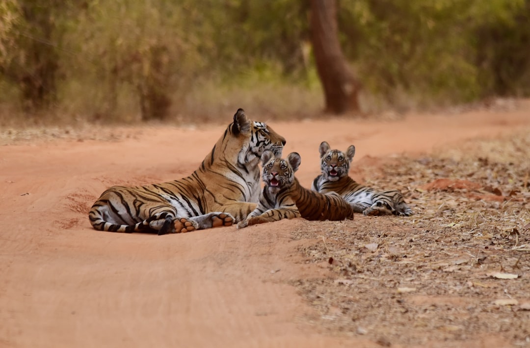 Tigers