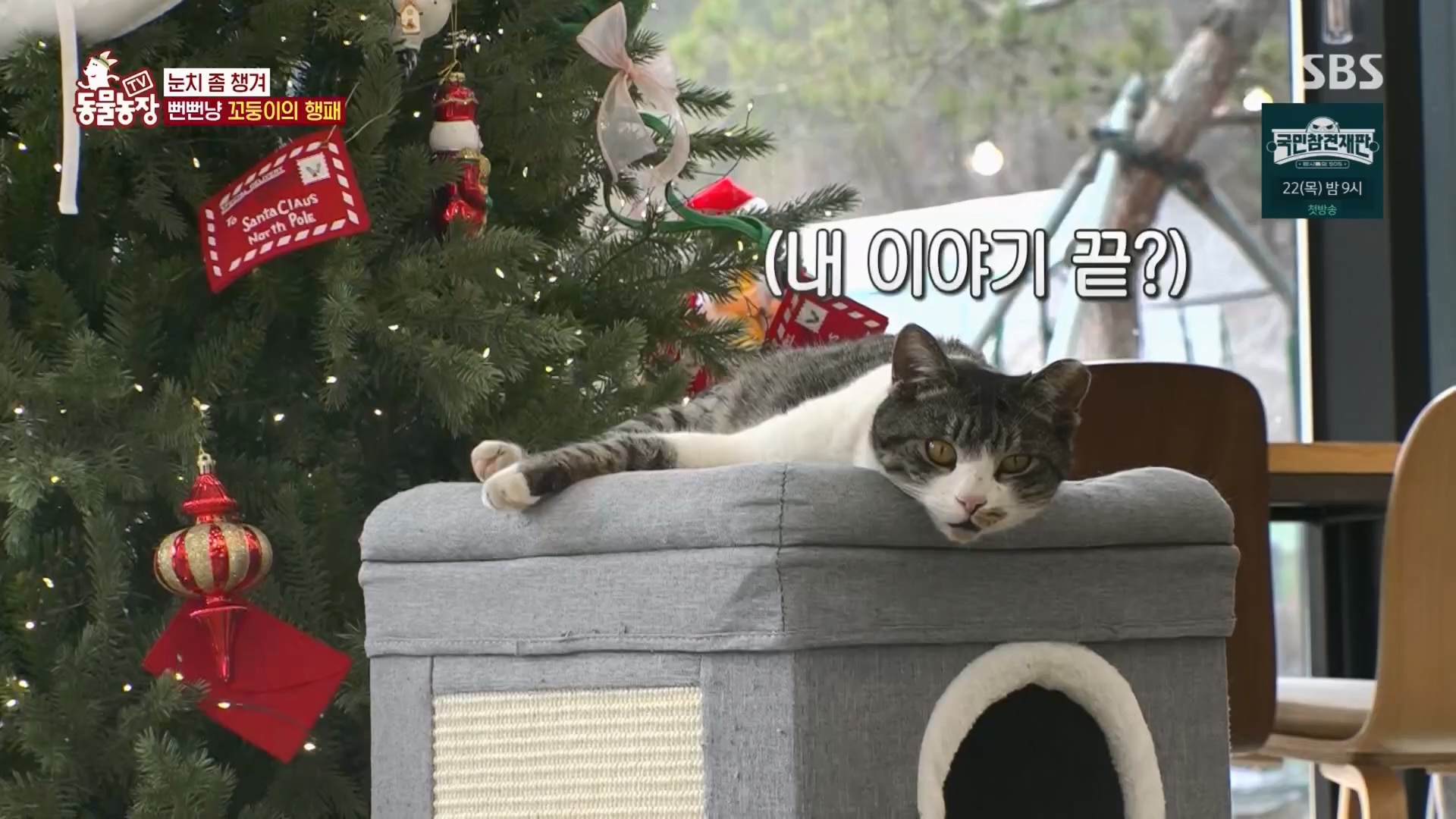 TV 동물농장.E1159.240218p.H264-F1RST.mp4_20240218_170007.423.jpg