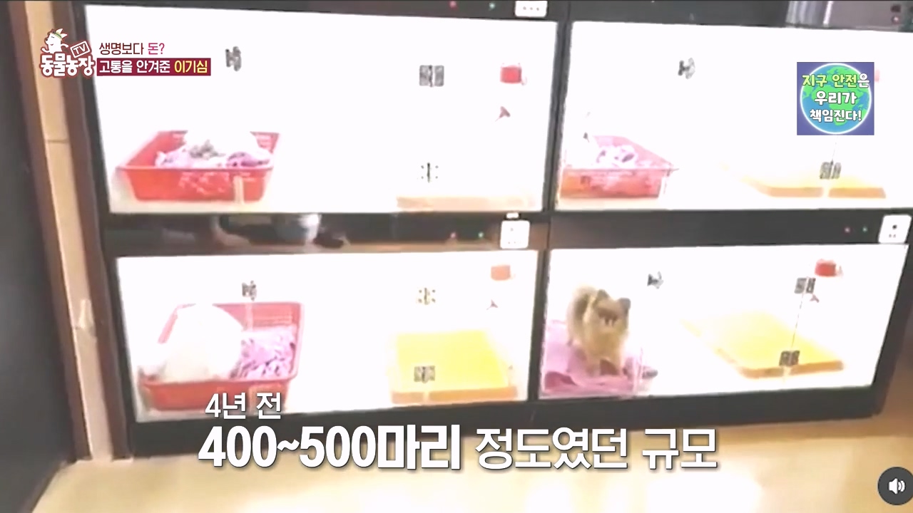 TV 동물농장.E1142.231023p-NEXT.mp4_20231022_173445.841.jpg