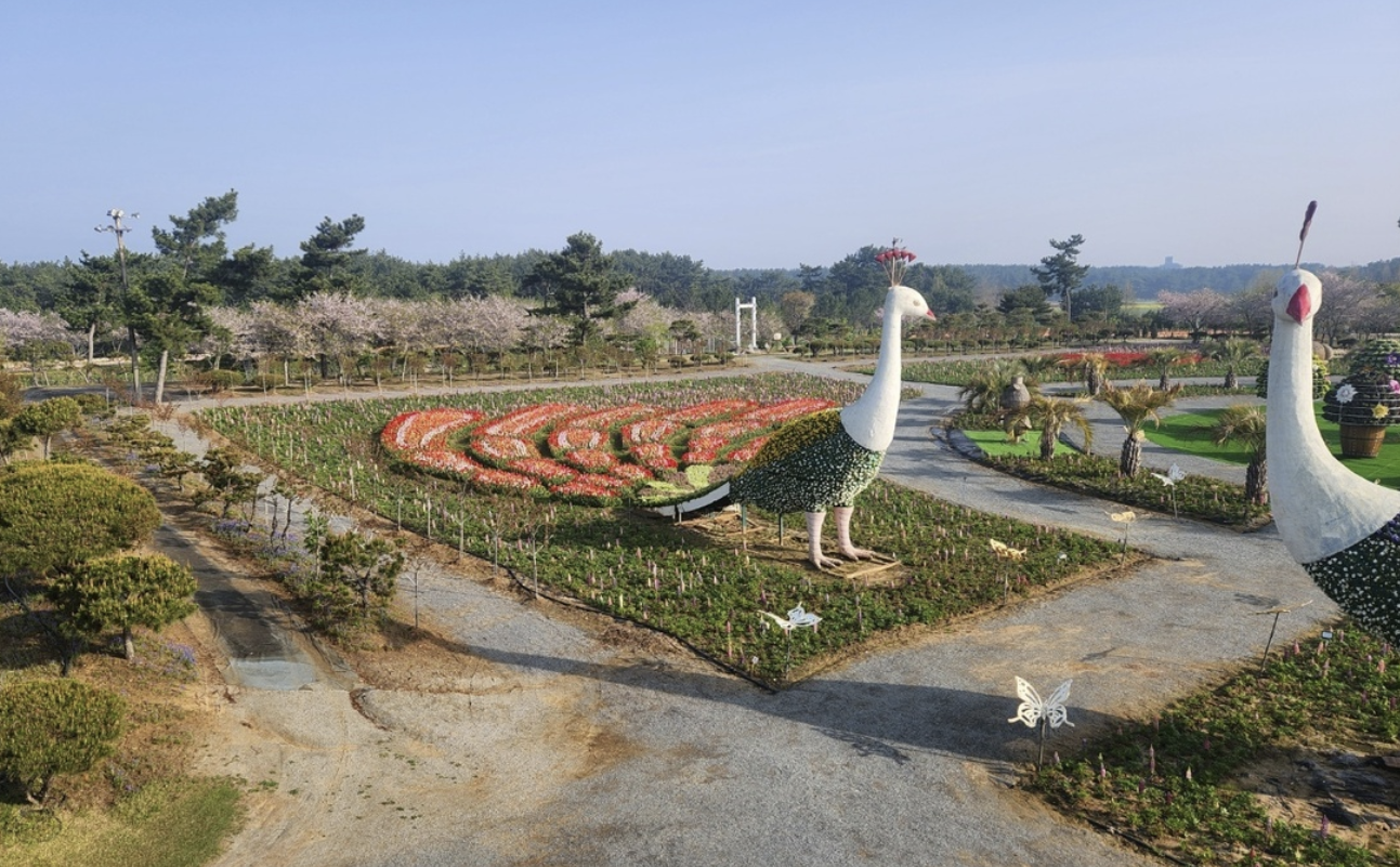 태안 봄꽃정원 일정&amp;#44; 개화 시기&amp;#44; 주차/대중교통 꿀팁