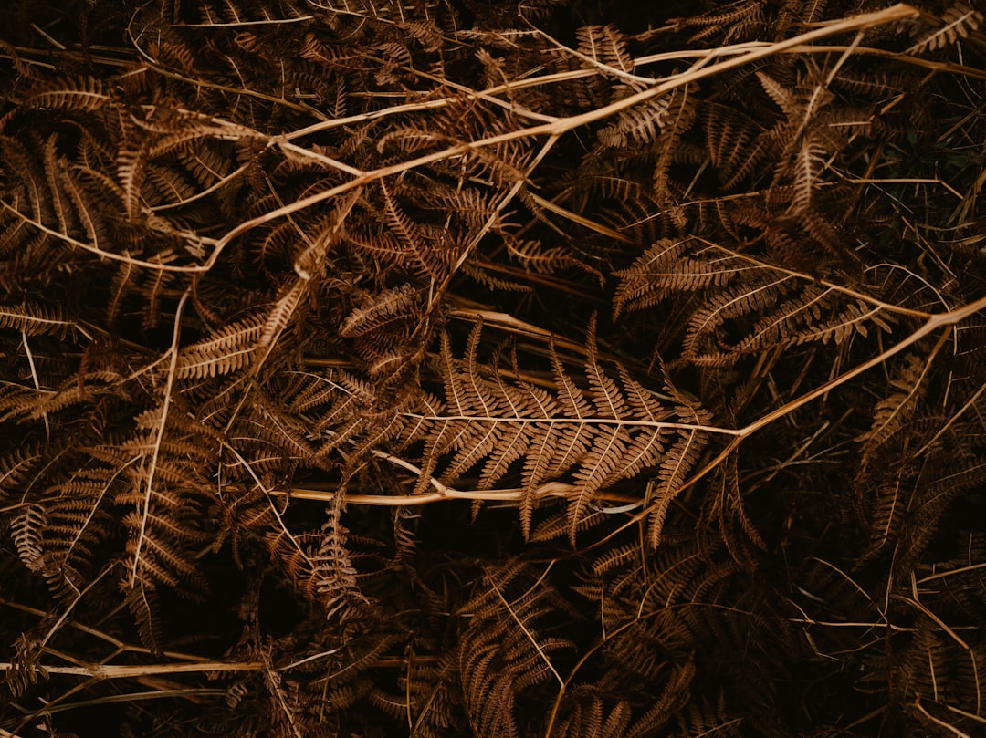 Mulch