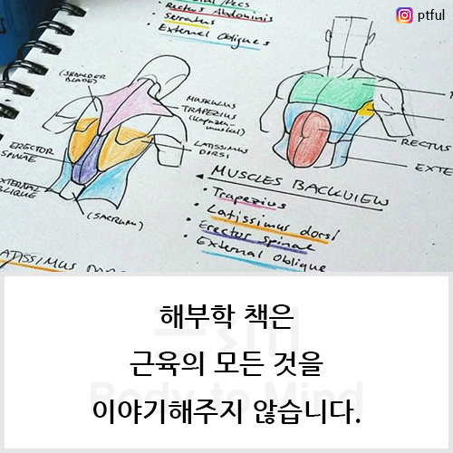  해부학 책(anatomy book)은 근육(muscle)의 모든 것을 이야기해주지 않습니다.