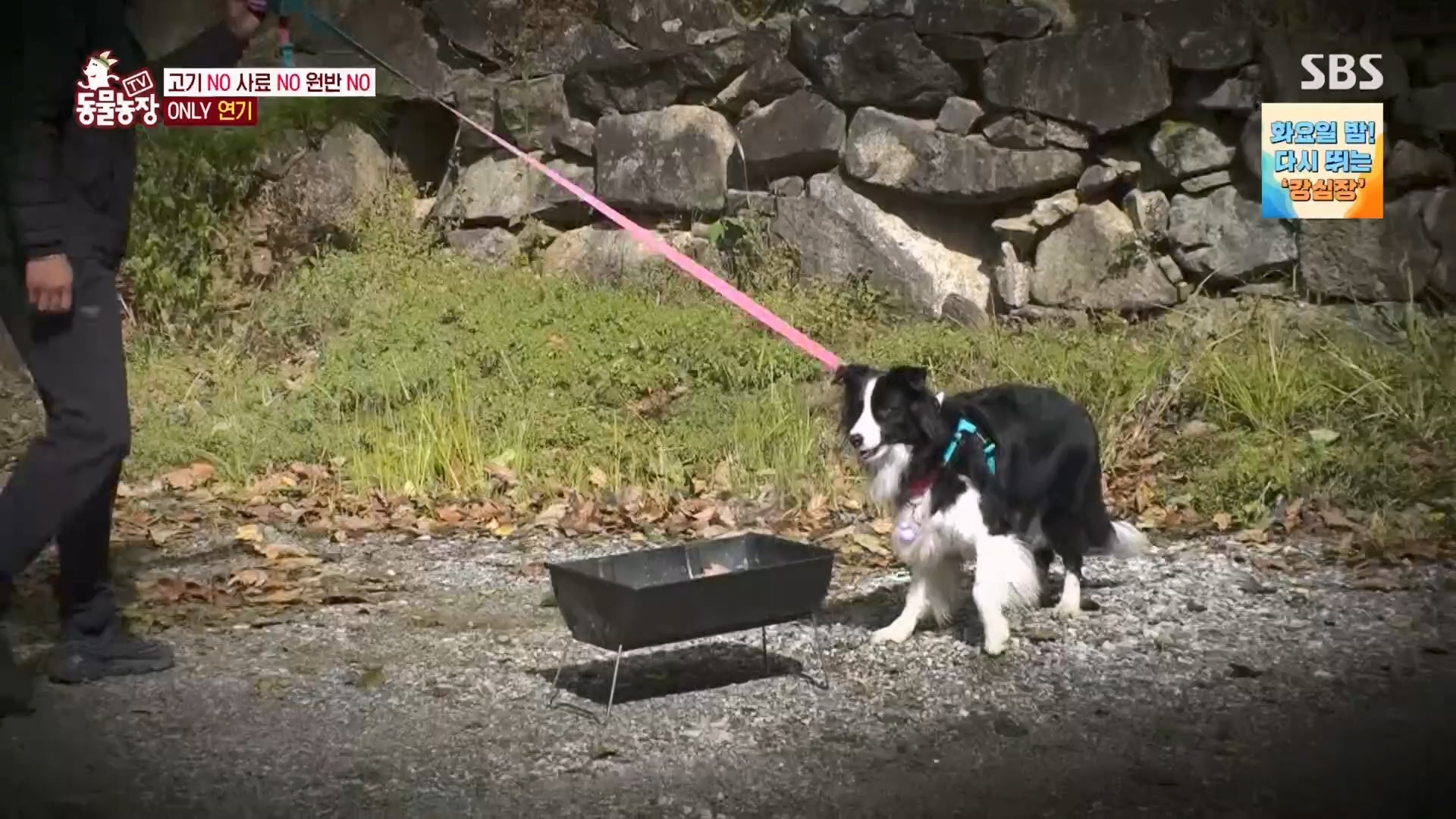 TV 동물농장.E1148.231203p.H264-F1RST.mp4_20231203_181432.179.jpg