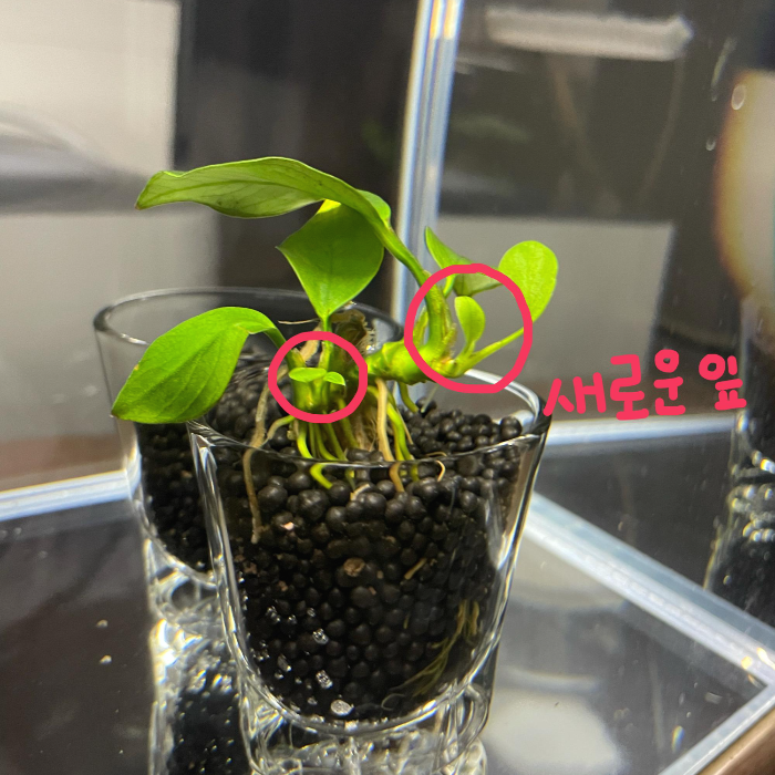  [물생활이야기]아누비아스 나나 소일화분 근황(45일 경과 후)