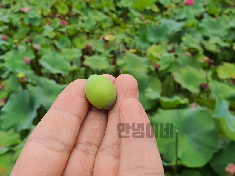  연자육 효능