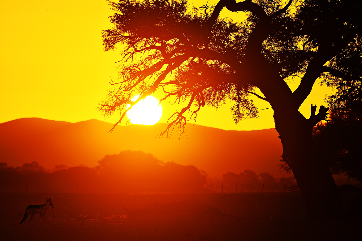 나미브(NAMIB) 이미지
