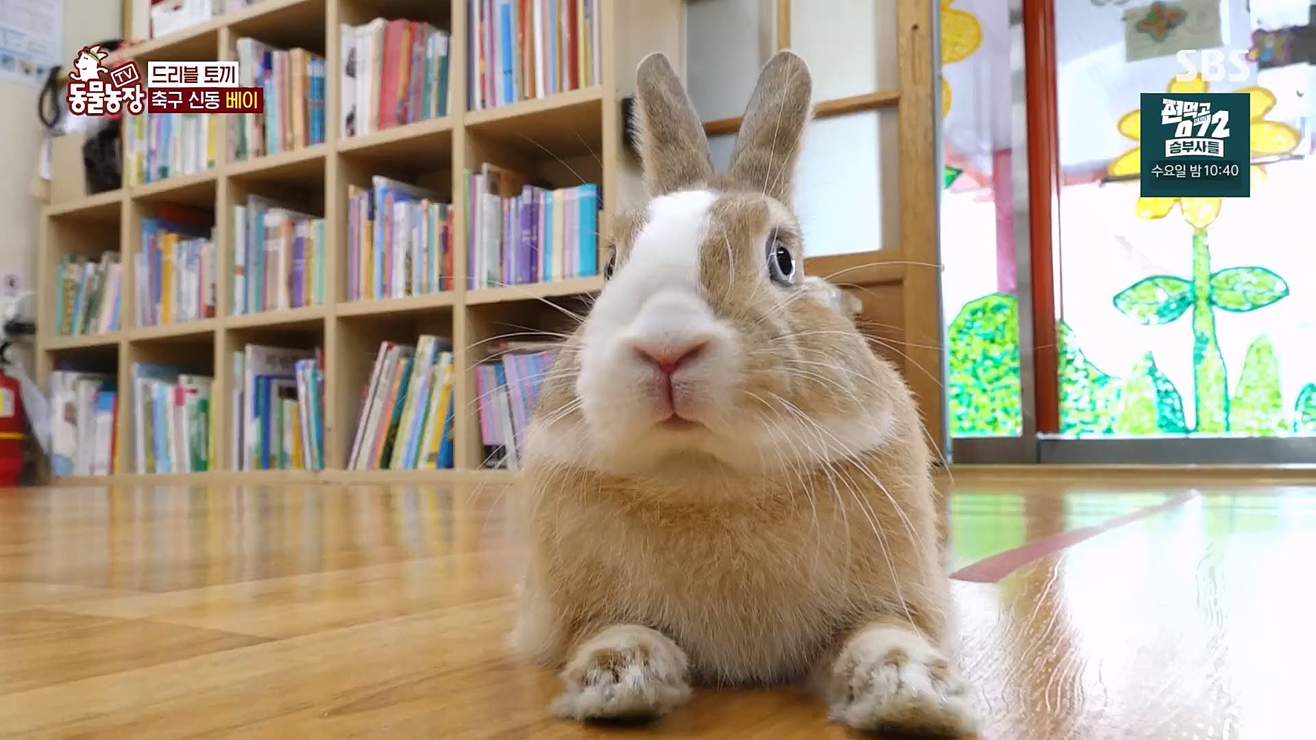 TV 동물농장.E1113.230326p.H264-F1RST.mp4_20230326_172509.135.jpg
