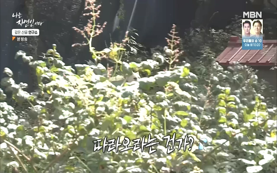 나는 자연인이다.E523.221013p.WANNA.mp4_20221013_201132.100.jpg