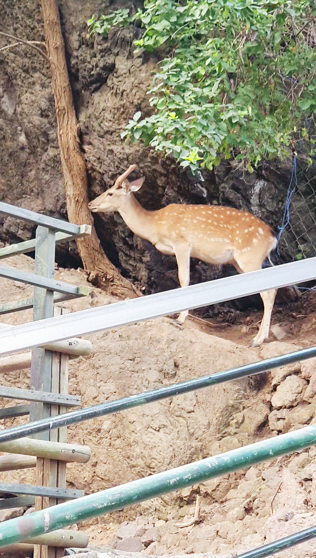 울릉도 예림원