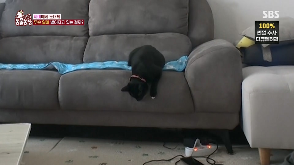 TV 동물농장.E1128.230709p.H264-F1RST.mp4_20230709_183541.387.jpg