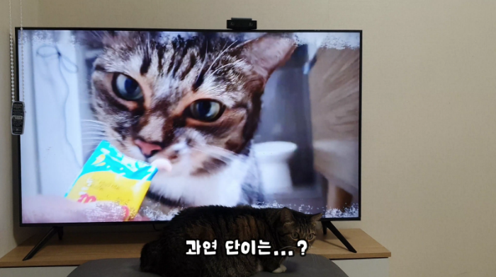 고양이
