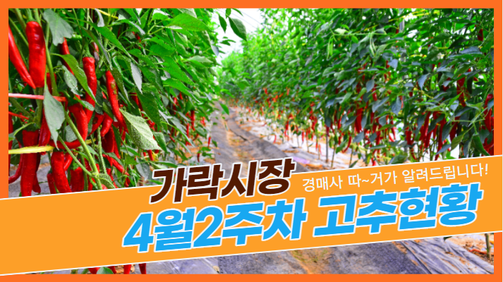 경매사 따거가 알려드리는 가락시장 고추 경매이야기(4월2주차)