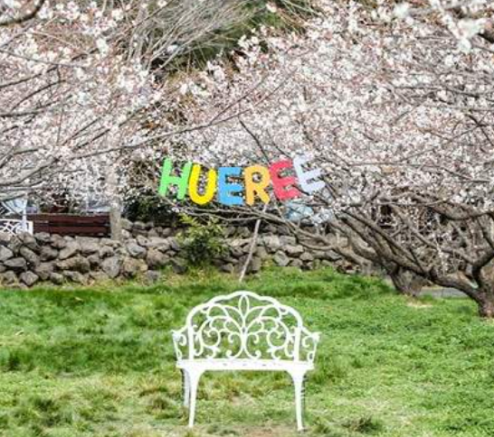 제주휴리매화축제