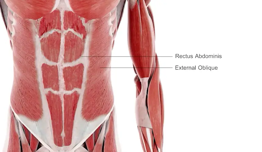 Abdominal 8 types 02