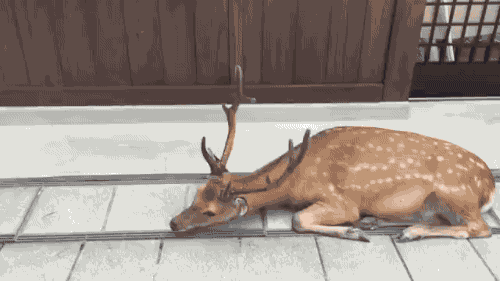  일본 간사이 나라현 사슴이 주인인 공원 사슴 천국 나라 공원(奈良公園 나라현 사슴 공원)