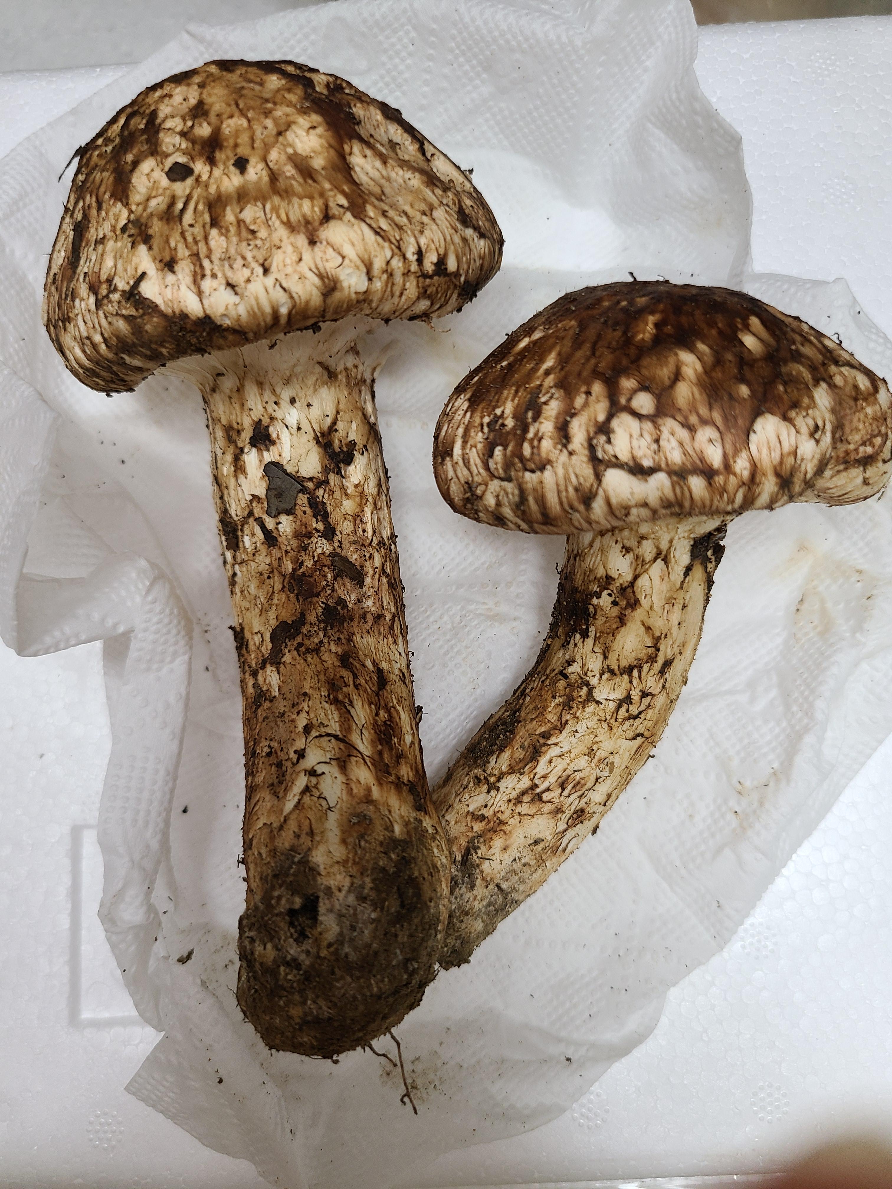  자연송이버섯 맛있게 먹는법
