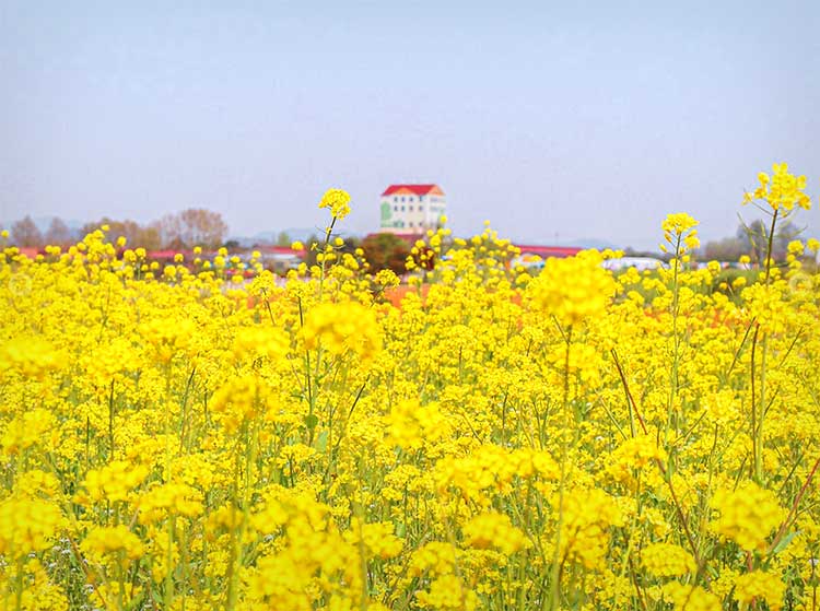 안성팜랜드-풍경