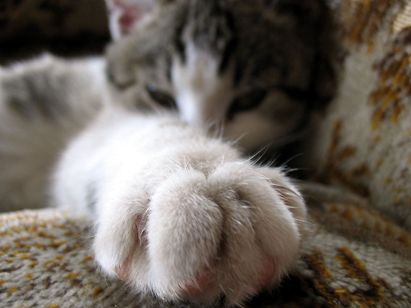 고양이 발톱 사진