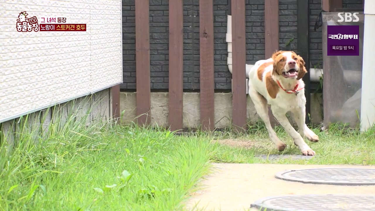 TV 동물농장.E1133.230814p-NEXT.mp4_20230813_171325.546.jpg