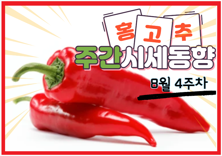  [경매사 고추품종별 주간 동향보고] 쨍하고 해뜰날 기다리는 "홍고추" (8월 4주차)