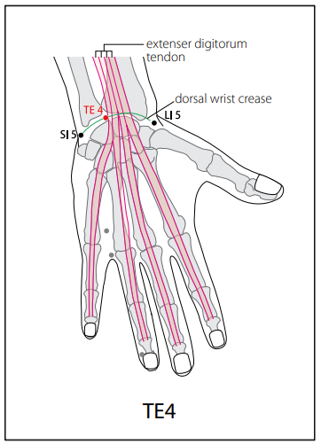 수소양삼초경(TE) > TE4 양지 (陽池) 1