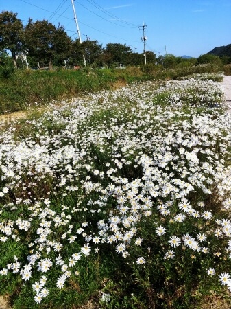  구절초 효능 이것