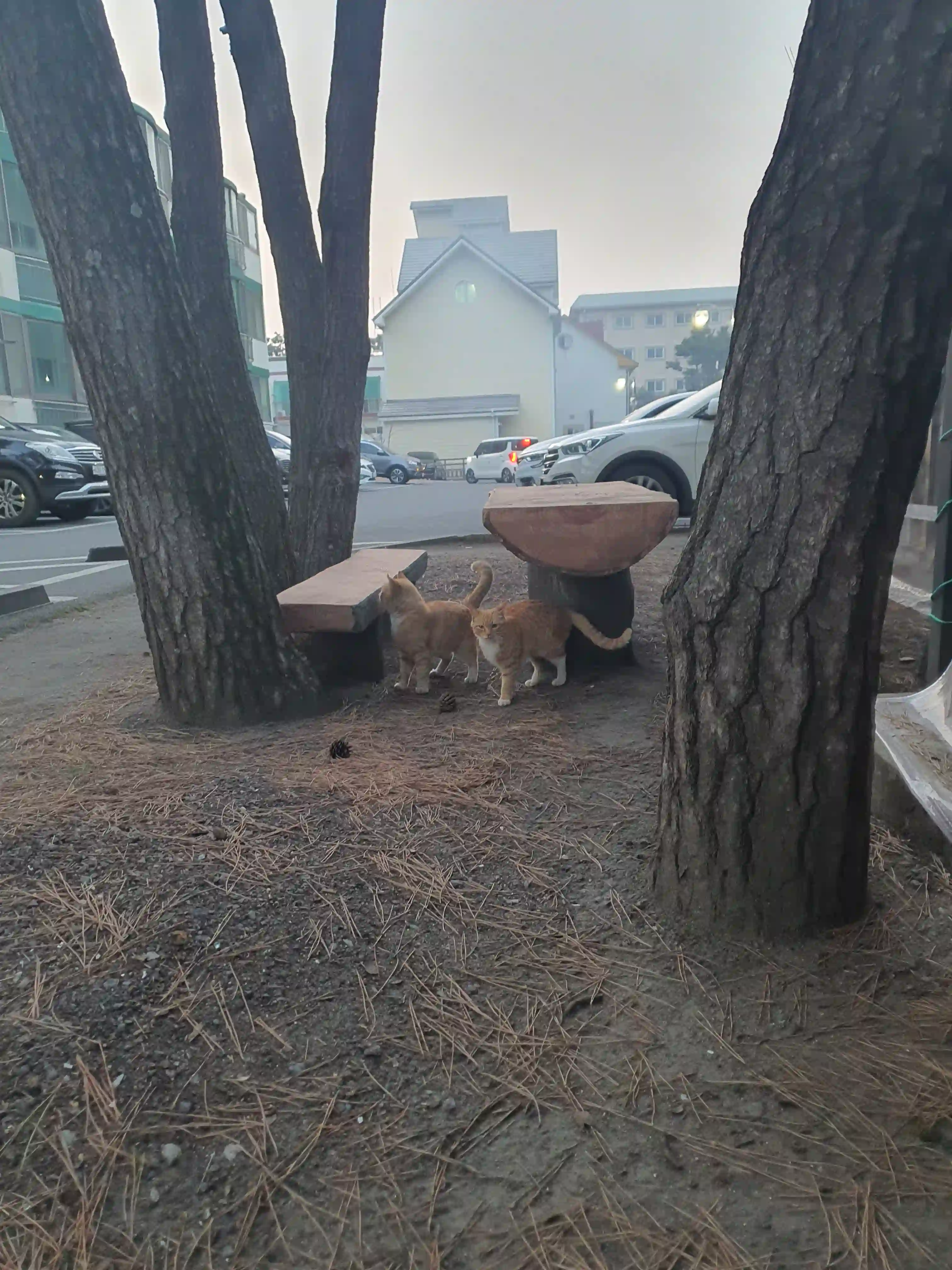 대천경찰수련원 고양이