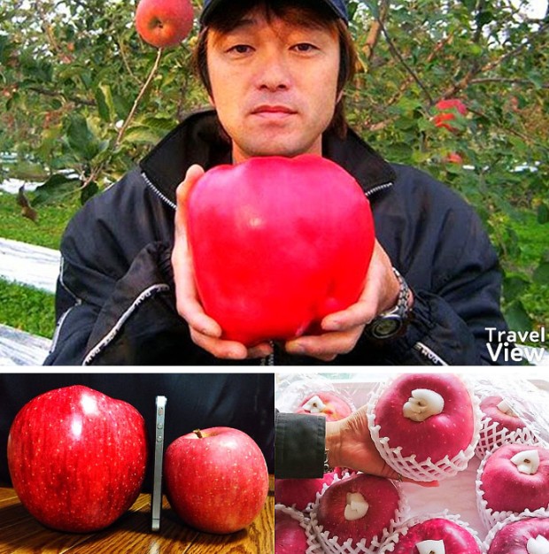 과일세상 이미지