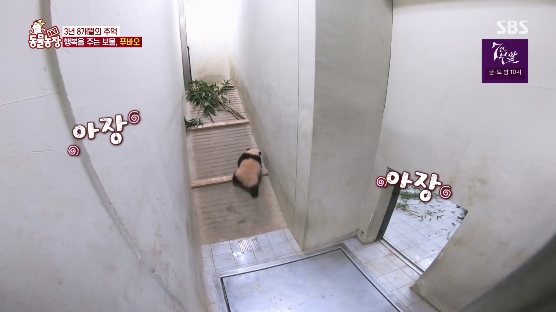 TV 동물농장.E1165.240331p.H264-F1RST.mp4_20240331_144354.429.jpg