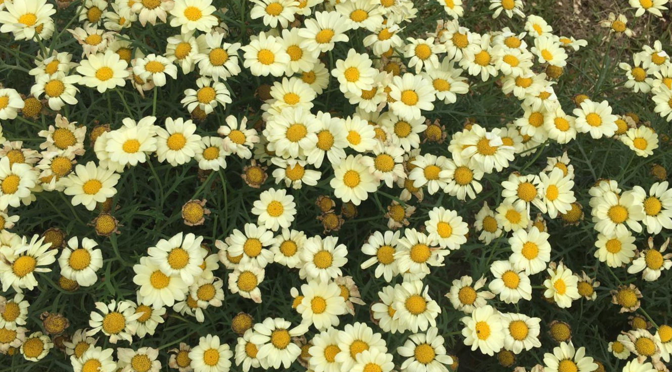  희망의 주술, 노랑