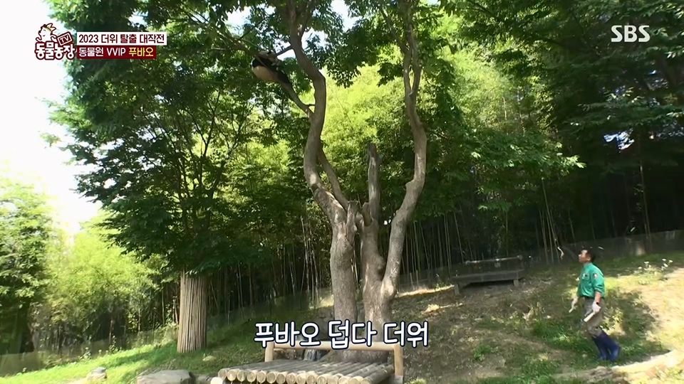 TV 동물농장.E1129.230716p.H264-F1RST.mp4_20230716_183628.952.jpg