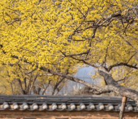 구례 산수유꽃 축제