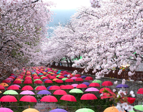 알트태그-진해 여좌천변에 벚꽃이 만개했다