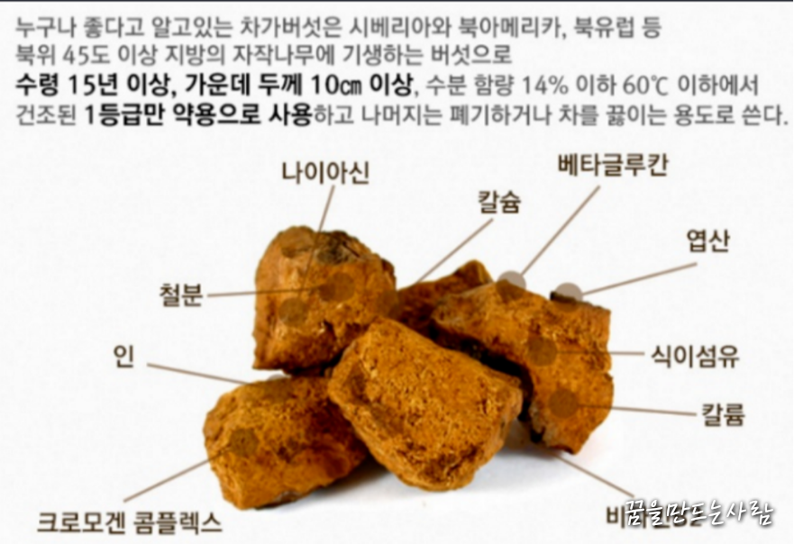  차가버섯 효능 및 복용 방법