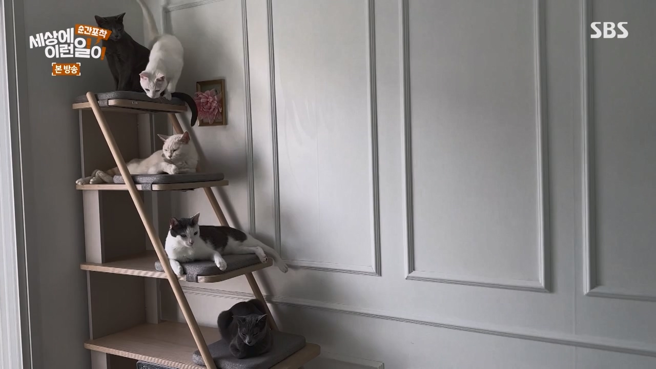 순간포착 세상에 이런일이.E1250.231029p-NEXT.mp4_20231029_153357.234.jpg