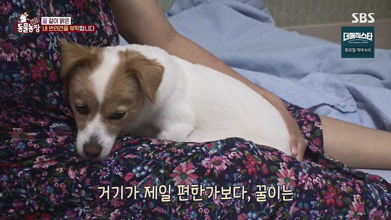 TV 동물농장.E1174.240603p-NEXT.mp4_20240602_155742.409.jpg