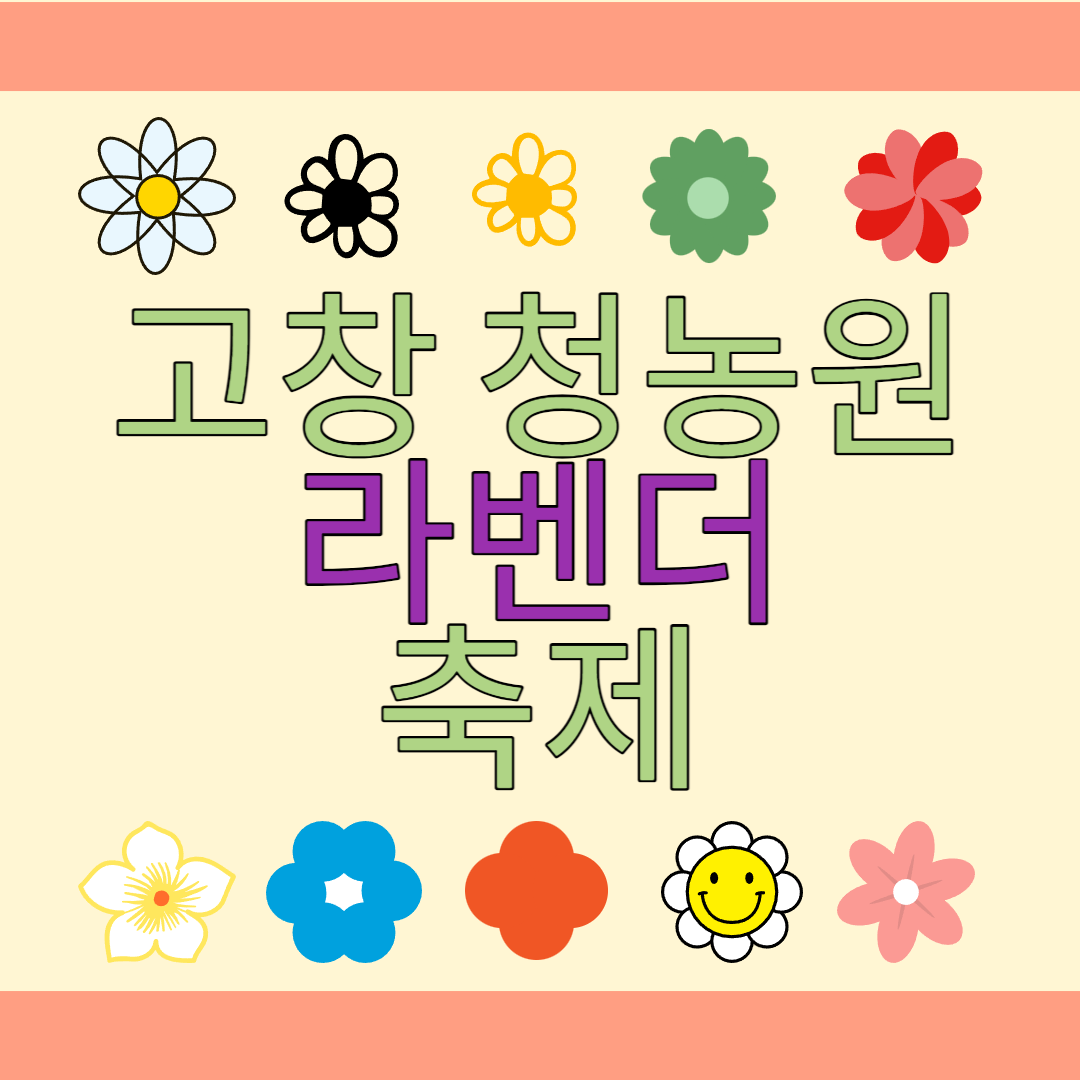  고창 청농원 라벤더 축제!