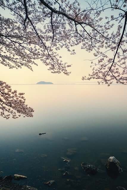 진해-군항제-벚꽃축제