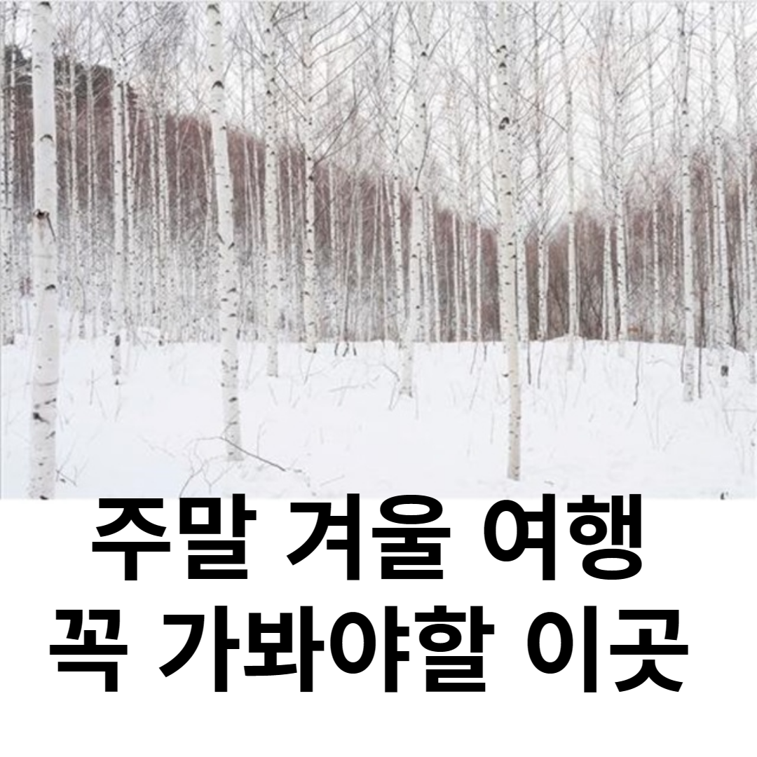  주말 겨울 여행 갈만한 곳 추천 인제 속삭이는 자작나무 숲