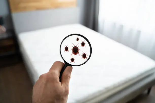 빈대