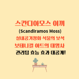 스칸디아모스 이끼(Scandiramos Moss) 실내공기 정화 식물의 보석 스칸디아모스 이끼의 관리팁 효능 효과 대공개 보태니컬 아트의 대명사