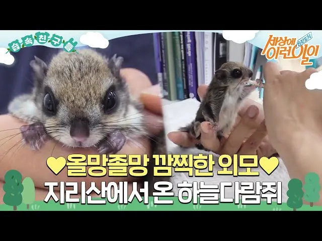하늘다람쥐 가격 키우기 분양 수명 먹이 성격 종류_3