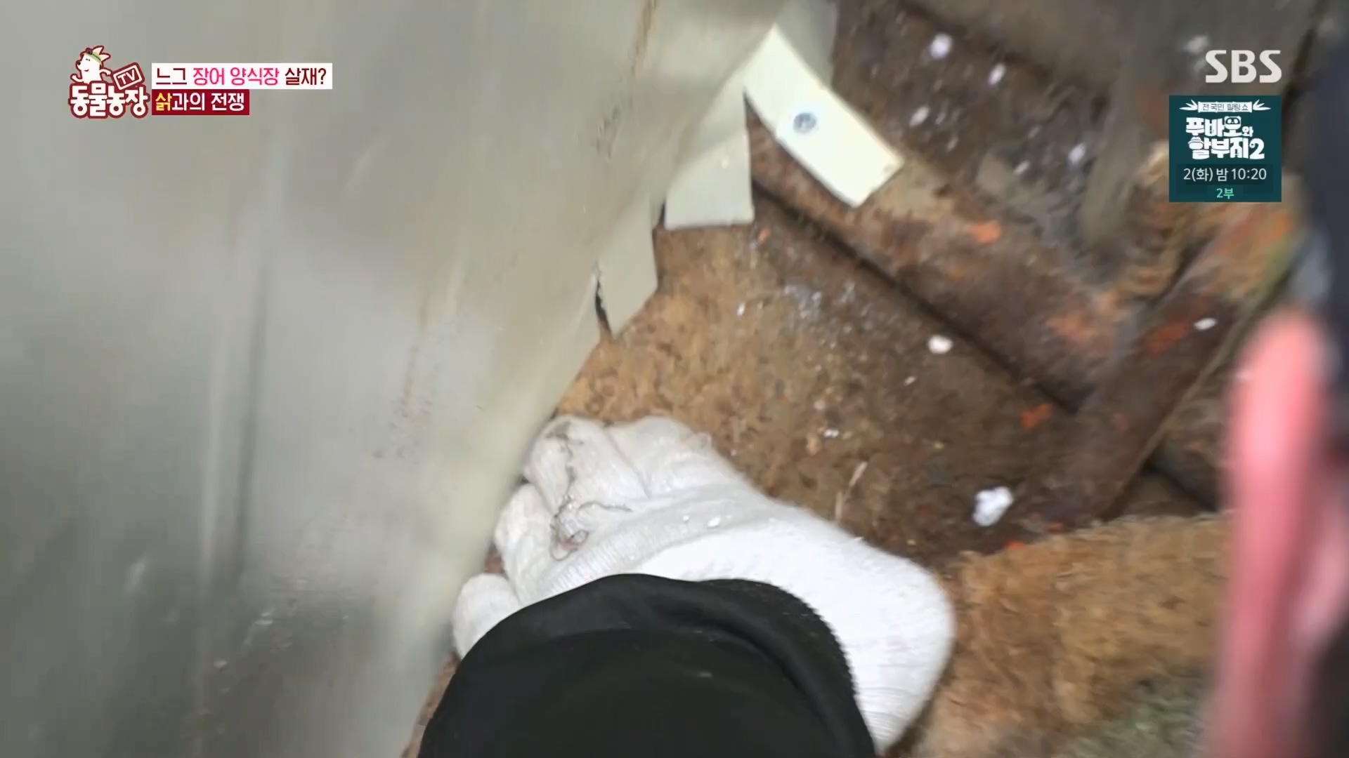 TV 동물농장.E1165.240331p.H264-F1RST.mp4_20240331_144347.421.jpg