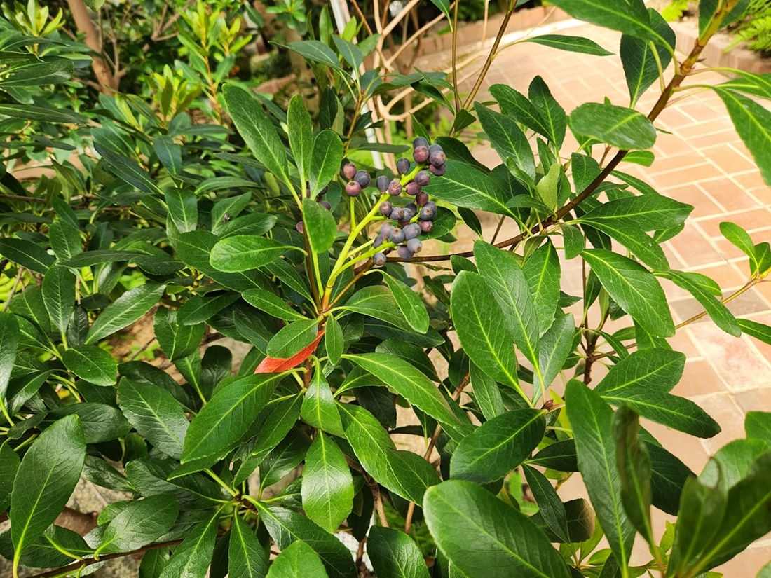 긴잎다정큼
