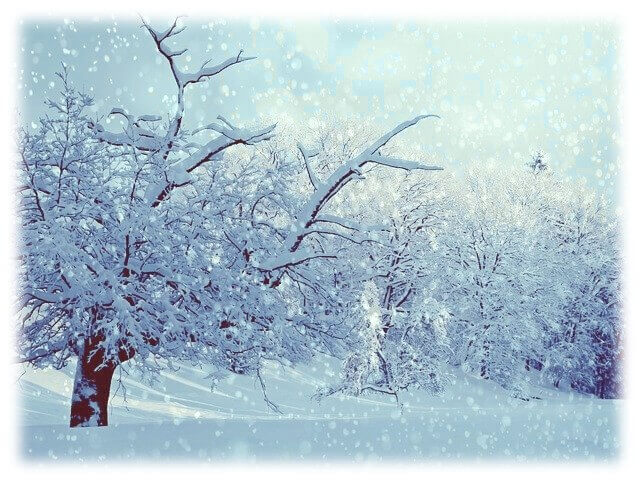 눈 쌓인 겨울나무 위로 함박눈이 내리는 풍경