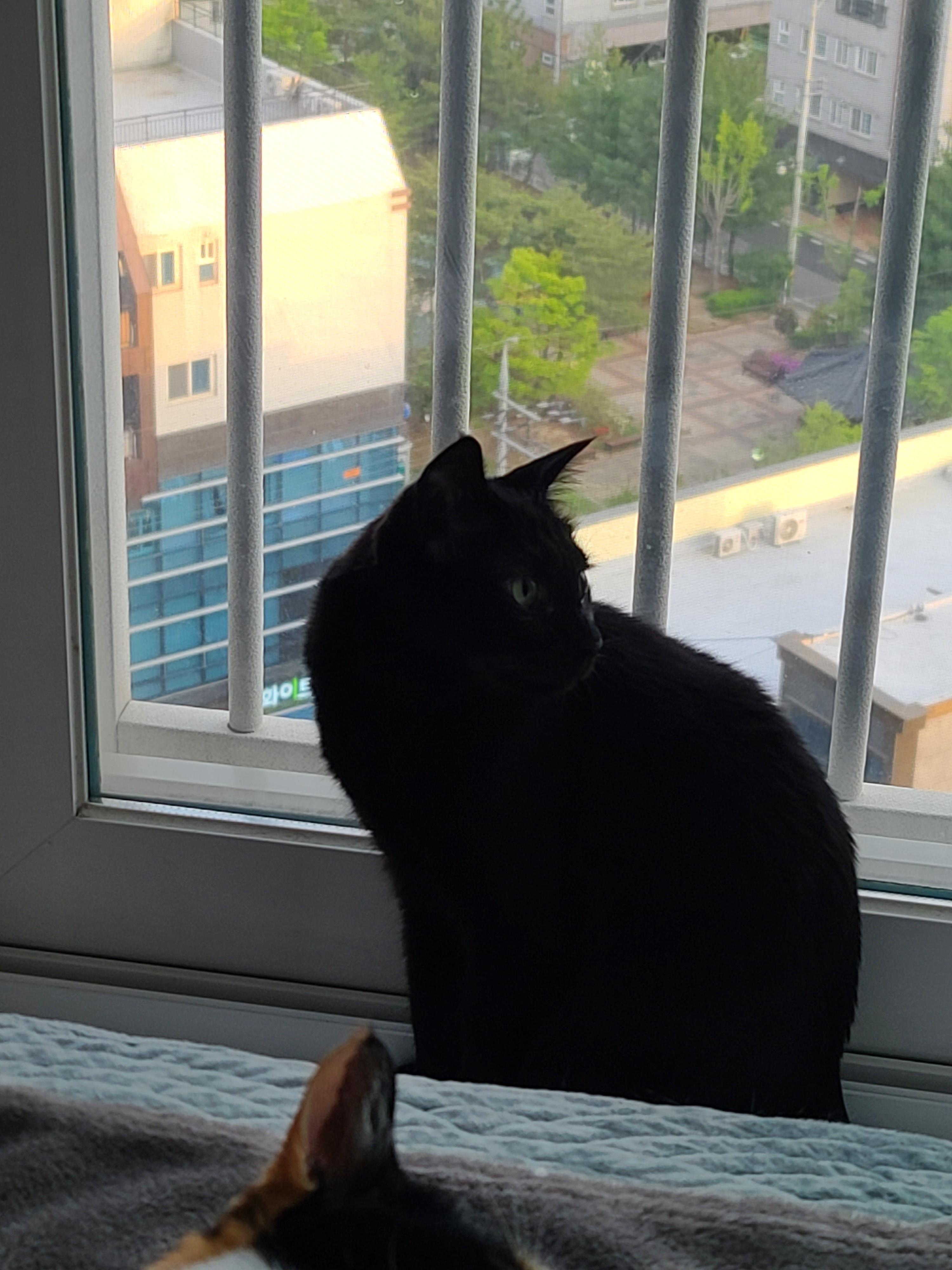 창밖구경을 좋아하는 고양이들의 낙상사고와 가출 예방을 위한 방묘창의 필요성.