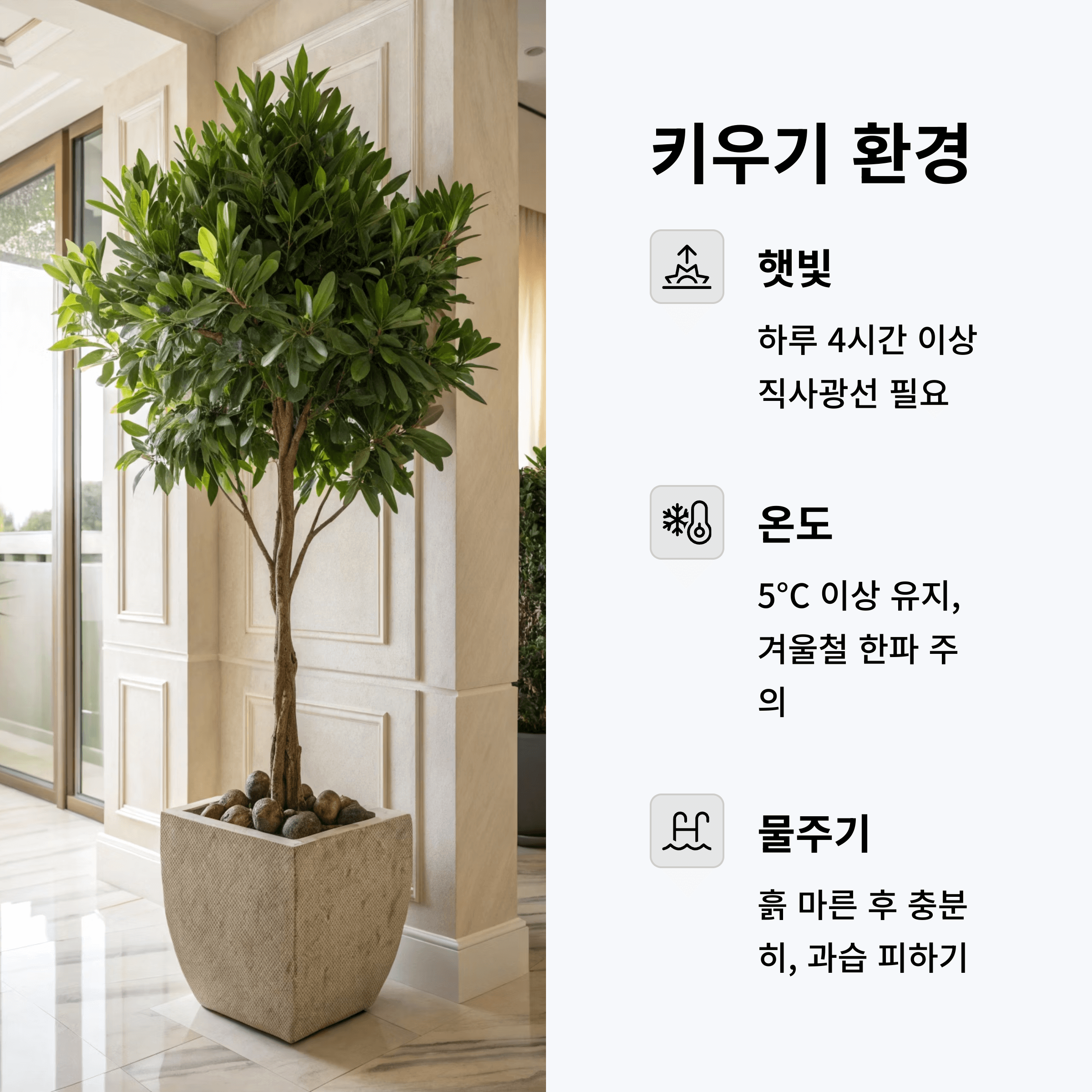 월계수 나무 키우기 환경