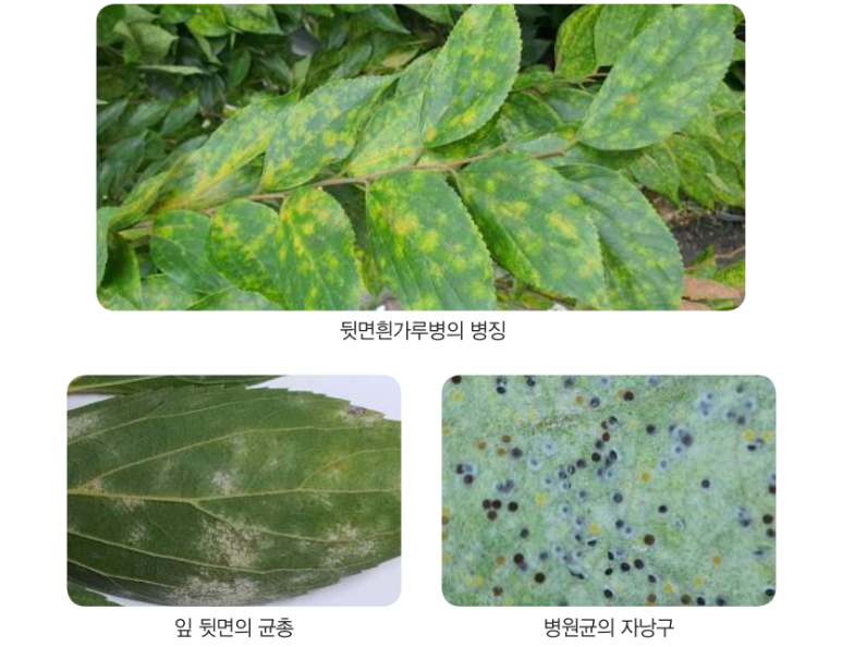  팽나무 뒷면흰가루병